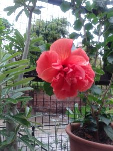 ibiscus-sheela-march2020